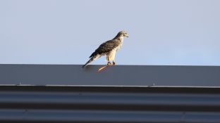 Barleben 18- (39).jpg