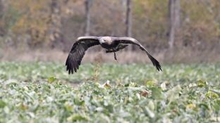 Barleben 18- (63).jpg