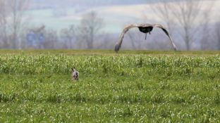 Barleben 2017 (102).jpg