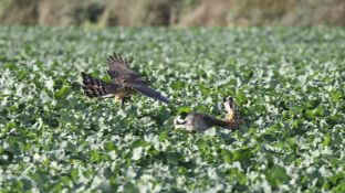 Barleben 2017 (35).jpg