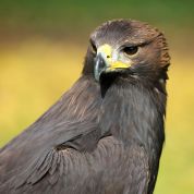 Barleben 2015 (70).jpg