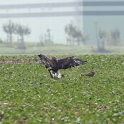 Barleben 2015 (89).jpg