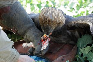 Barleben 2017 (57).jpg