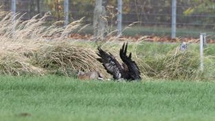 Barleben 2017 (99).jpg