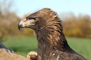 Barleben 2017 (59).jpg