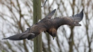 Barleben 2017 (65).jpg