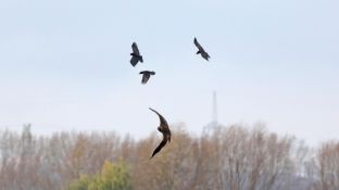 Barleben 2017 (85).jpg