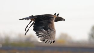 Barleben 18- (33).jpg