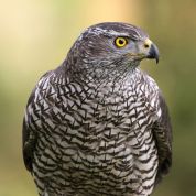 Barleben 2015 (66).jpg