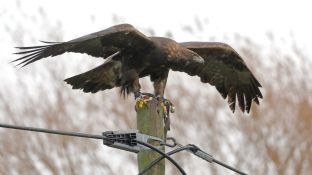 Barleben 2017 (64).jpg