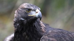 Barleben 2017 (71).jpg