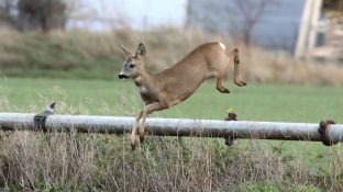 Barleben 2017 (90).jpg