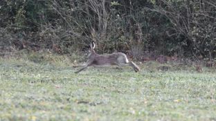 Barleben 2017 (49).jpg