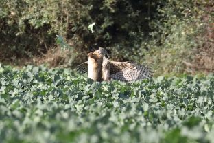 Barleben 2017 (39).jpg