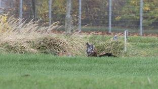 Barleben 2017 (98).jpg