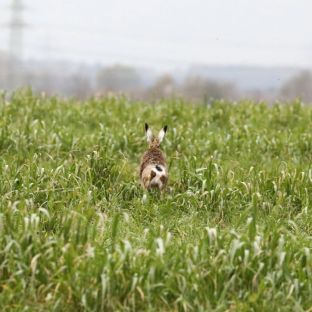 Barleben 2017 (106).jpg