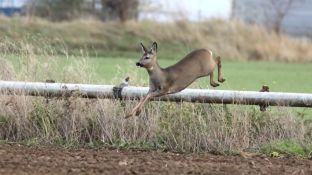Barleben 2017 (89).jpg