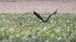 Barleben 18- (73).jpg