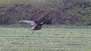 Barleben 2017 (48).jpg