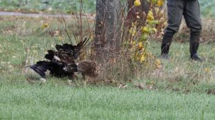 Barleben 2017 (93).jpg