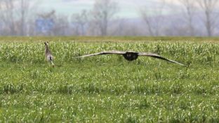 Barleben 2017 (103).jpg