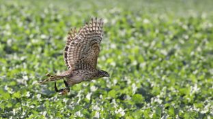 Barleben 2017 (34).jpg