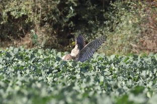 Barleben 2017 (40).jpg