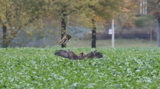 Barleben 16- (49).jpg