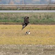 Barleben 2015 (95).jpg