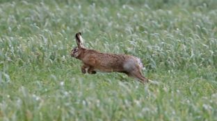 Barleben 2017 (107).jpg