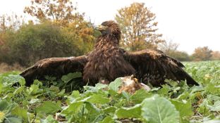 Niederndodeleben 16- (12).jpg