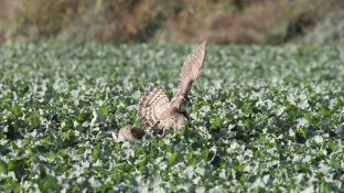 Barleben 2017 (36).jpg