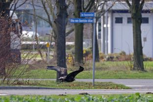 Barleben 2017 (52).jpg