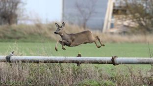 Barleben 2017 (88).jpg