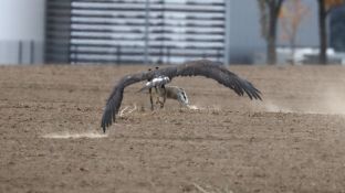 Barleben 18- (82).jpg