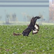 Barleben 2015 (88).jpg