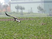 Barleben 2015 (90).jpg