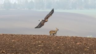 Niederndodeleben 16- (18).jpg