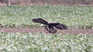 Barleben 18- (62).jpg