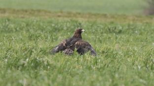 Barleben 2017 (109).jpg