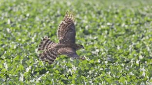 Barleben 2017 (33).jpg