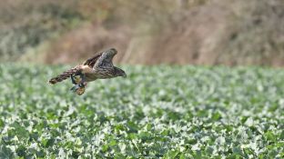 Barleben 2017 (37).jpg