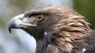 Barleben 2017 (73).jpg