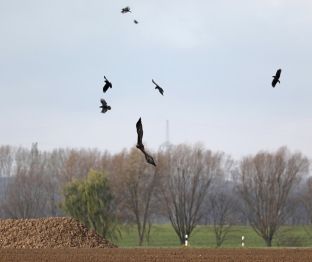 Barleben 2017 (86).jpg