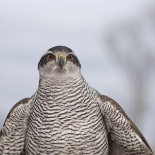 _DSC2072, ausschnitt.jpg