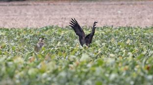 Barleben 18- (74).jpg