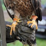 Barleben 2015 (5).jpg