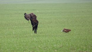 Niederndodeleben 16- (38).jpg