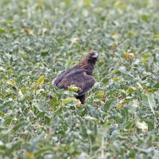 Barleben 18- (70).jpg