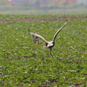 Barleben 2015 (85).jpg